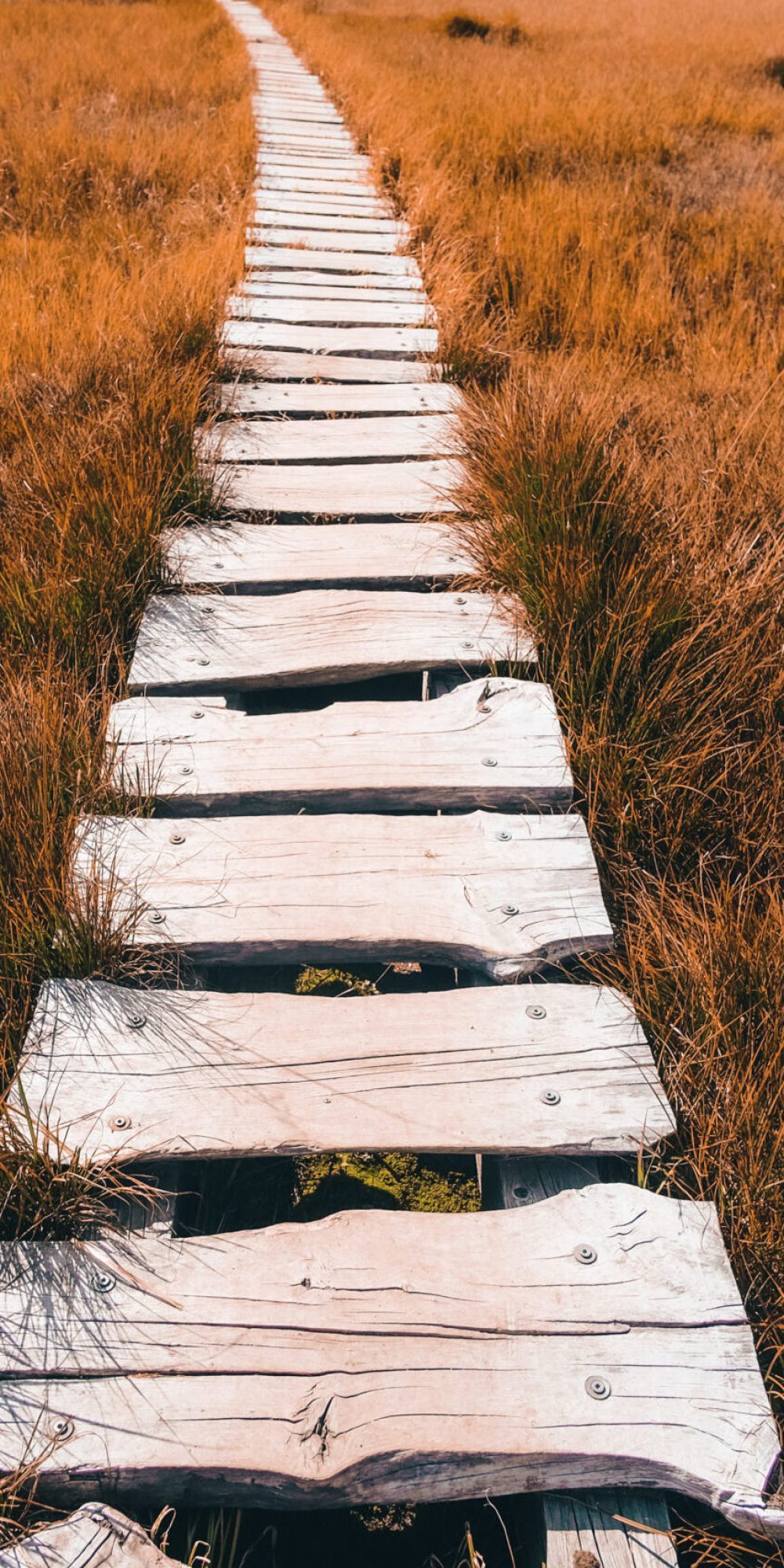 white wooden pathway between brown grass field during daytime